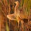 Volavka červená - Ardea purpurea - Purple Heron 7017